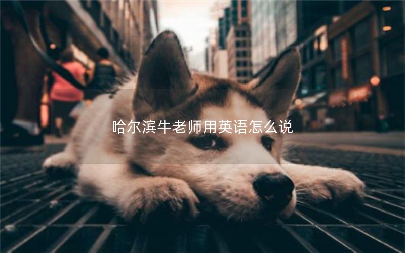 哈尔滨牛老师用英语怎么说