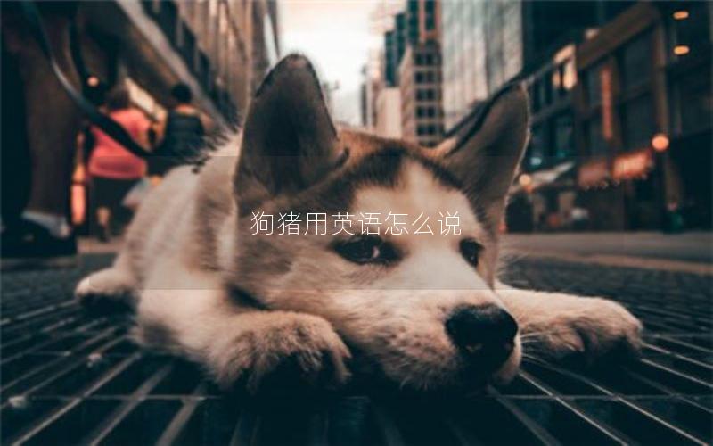 狗猪用英语怎么说