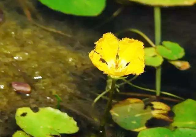 柔荑是什么意思_芊芊柔荑是什么意思